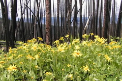 Forest Fire Come Back