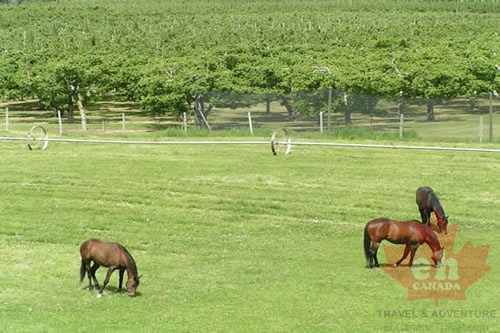 KELOWNA 20050516Orchards _amp_ Vineyards - with horses.jpg