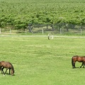 Grazing
