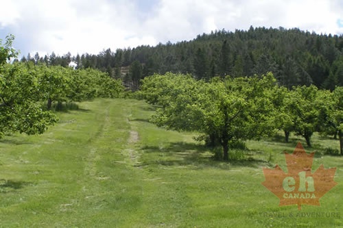 KELOWNA 20050516Orchards _amp_ Vineyards _1_.jpg