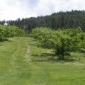Orchards