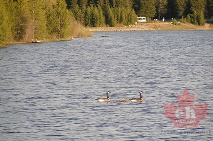 Canada Geese