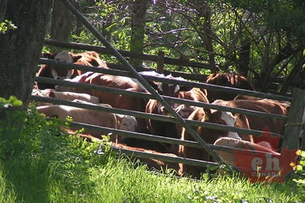 Cattle