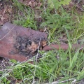 Coal Shovel