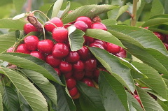 Cherries