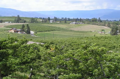 Vineyards