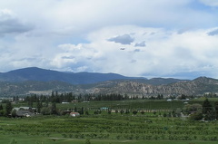 Vineyards