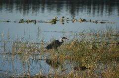 Heron