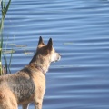 Dog Views