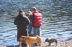 dogs 002.jpg