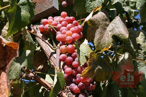 Grapes