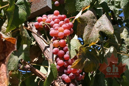 Grapes