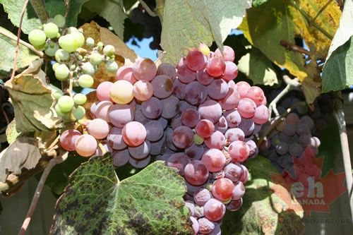 orchards-grapes 004.jpg