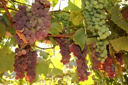 Vines and Grapes