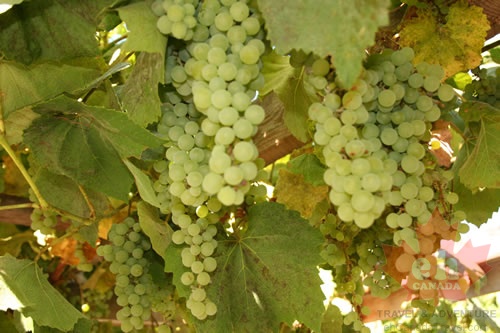 Green Grapes