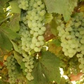 Green Grapes