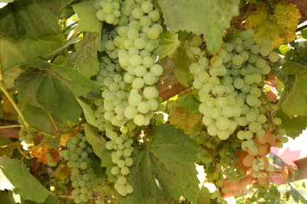 Green Grapes