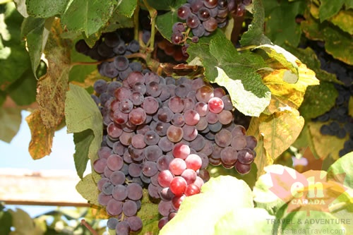 More Grapes