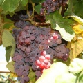 More Grapes