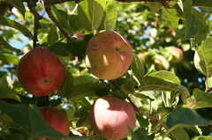 orchards-grapes 010.jpg