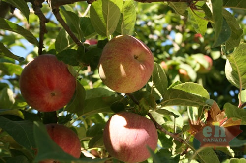 orchards-grapes 010.jpg