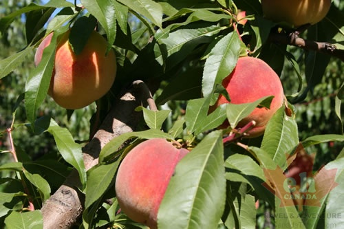 Peaches
