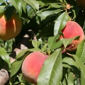 Peaches