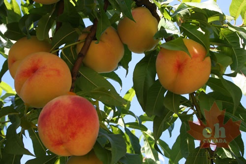 Mmmm.. Peaches