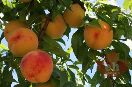 Mmmm.. Peaches
