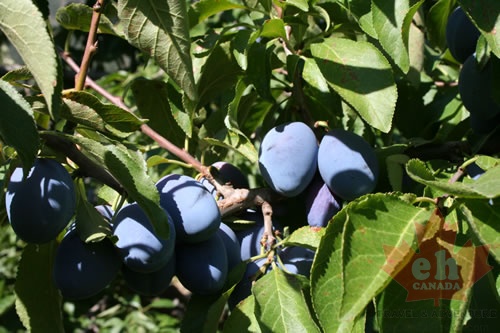 orchards-plums 003.jpg