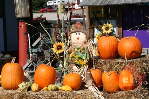 Pumpkin Harvest