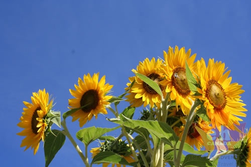 orchards-sunflowers 003.jpg