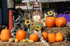 Pumpkin Harvest