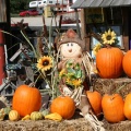 Pumpkin Harvest