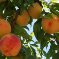Mmmm.. Peaches