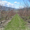 Orchard Rows
