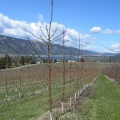 Oyama Orchards