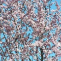 Blossoms