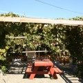 Vineyard picnic area