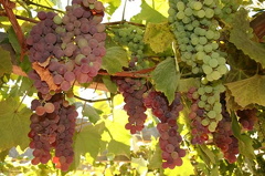 orchards-grapes 005.jpg