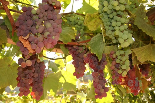 Vines and Grapes