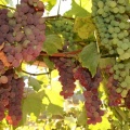 Vines and Grapes