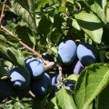Plums