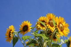 Sunflowers in the Sun