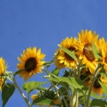 Sunflowers in the Sun