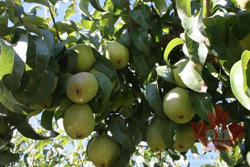orchards-pear 002.jpg