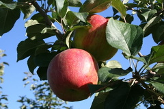 Apple Orchard