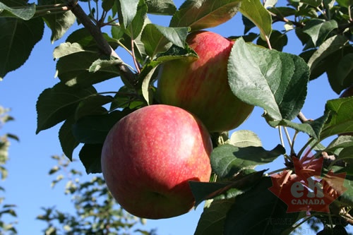 Apple Orchard