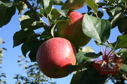 Apple Orchard