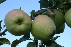 Apple Tree
